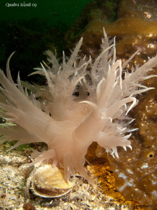 Giant nudi, Dendronotus iris. Quadra Island, BC. Canon G1... by Bea & Stef Primatesta 
